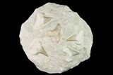 Fossil Mackeral Shark (Otodus) Teeth - Composite Plate #137336-1